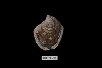 藏品(障泥蛤(方形鉗蛤))的圖片